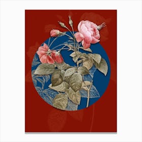 Vintage Botanical Pink Boursault Rose on Circle Blue on Red n.0158 Canvas Print