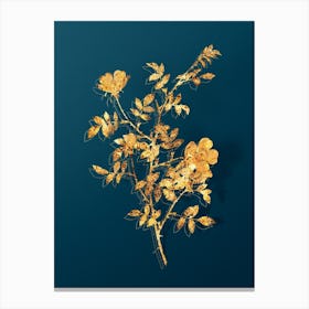 Vintage Pink Hedge Rose in Bloom Botanical in Gold on Teal Blue n.0116 Canvas Print