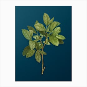 Vintage Eastern Leatherwood Botanical Art on Teal Blue n.0258 Canvas Print