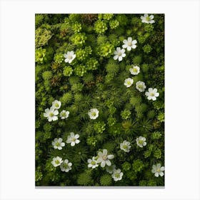 Pattern Poster Mountain Spleenwort 1 Canvas Print