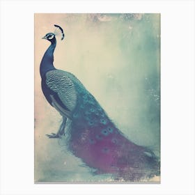 Vintage Turquoise Peacock On The Path 2 Canvas Print