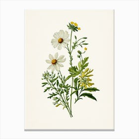 Vintage Botanical Galleria Style Wildflower Painting 42 Canvas Print