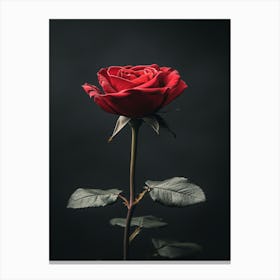 Single Red Rose 4 Canvas Print