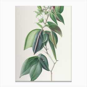 Wintergreen Herb Pencil Colour Canvas Print