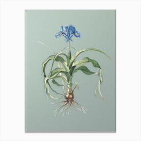 Vintage Iris Scorpiodes Botanical Art on Mint Green n.0156 Canvas Print
