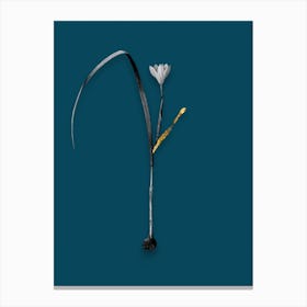 Vintage Cape Tulip Black and White Gold Leaf Floral Art on Teal Blue n.0216 Canvas Print