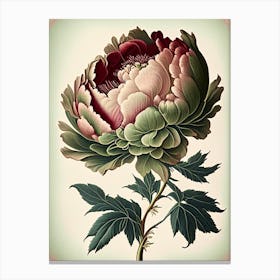 Single Stem Peony Green Vintage Botanical Canvas Print