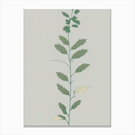 Hedge Nettle Wildflower Simplicity Canvas Print