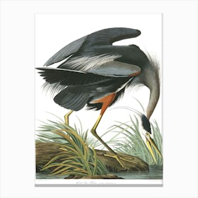 John James Audubon Great Blue Heron Canvas Print