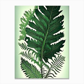 Scaly Cloak Fern 1 Vintage Botanical Poster Canvas Print