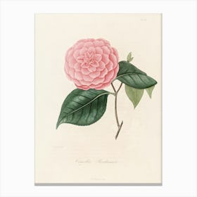 Camellia Canvas Print