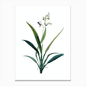 Vintage Flax Lilies Botanical Illustration on Pure White n.0289 Canvas Print