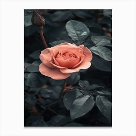 Pink Rose Wallpaper 4 Canvas Print