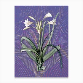 Vintage Malgas Lily Botanical Illustration on Veri Peri n.0861 Canvas Print