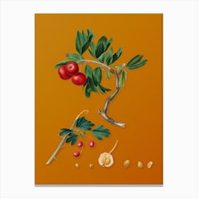 Vintage Red Thorn-Apple Botanical on Sunset Orange Canvas Print