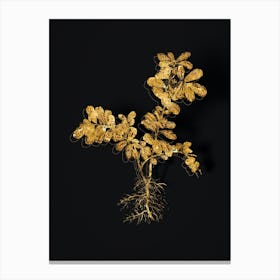 Vintage Lingonberry Botanical in Gold on Black n.0423 Canvas Print