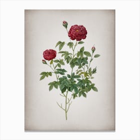 Vintage Burgundy Cabbage Rose Botanical on Parchment n.0846 Canvas Print