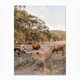 Texas Longhorns Canvas Print