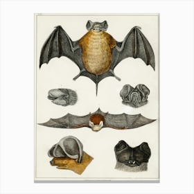 Collection Of Various Bats, Oliver Goldsmith Canvas Print