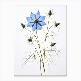 Pressed Flower Botanical Art Love In A Mist Nigella 1 Canvas Print