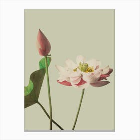 Lotus Flower 8 Canvas Print