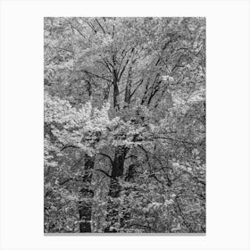 Black And White Trees Canvas Print
