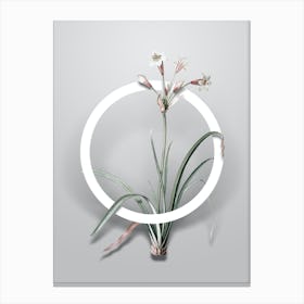 Vintage Crytanthus Vittatus Minimalist Flower Geometric Circle on Soft Gray n.0079 Canvas Print