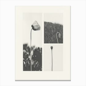 Poppy Flower Photo Collage 3 Canvas Print