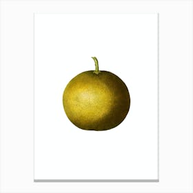 Vintage Adam's Apple Botanical Illustration on Pure White n.0356 Canvas Print