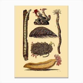 Worms And Insects Canvas Print