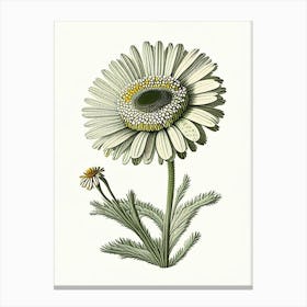 Oxeye Daisy Wildflower Vintage Botanical Canvas Print