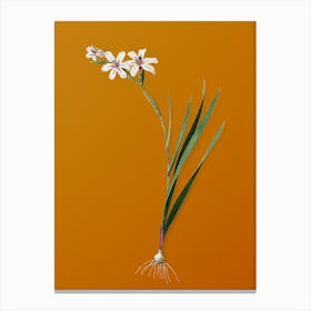 Vintage Gladiolus Botanical on Sunset Orange n.0701 Canvas Print