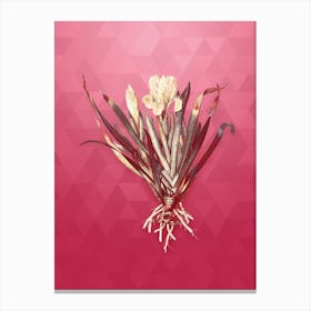 Vintage Crimean Iris Botanical in Gold on Viva Magenta n.0204 Canvas Print