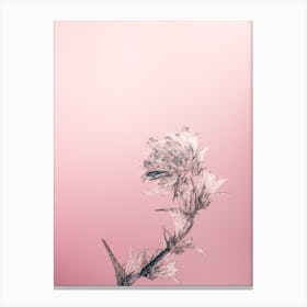 Thistle Canvas Print