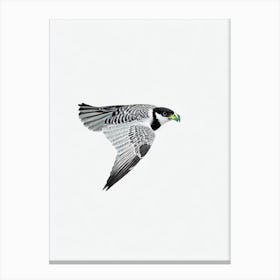 Falcon B&W Pencil Drawing 3 Bird Canvas Print