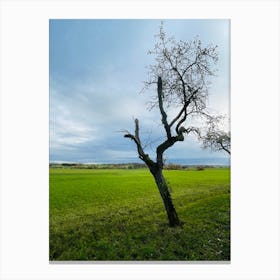 Lone Tree In A Field Canvas Print