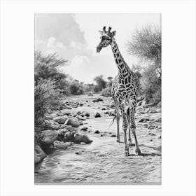 Giraffe In The River Pencil Drawing 2 Canvas Print