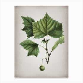 Vintage American Sycamore Botanical on Parchment Canvas Print