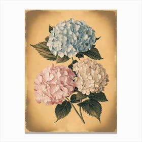 Hydrangeas 1 Canvas Print