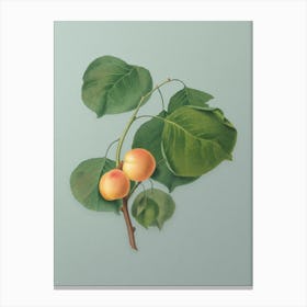 Vintage Yellow Apricot Botanical Art on Mint Green n.0238 Canvas Print