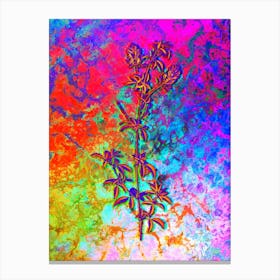 Spanish Clover Bloom Botanical in Acid Neon Pink Green and Blue n.0210 Canvas Print