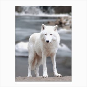 White Winter Wolf Canvas Print