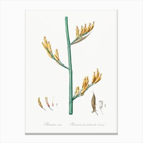 New Zealand Flax Illustration From Les Liliacées (1805), Pierre Joseph Redoute 1 Canvas Print