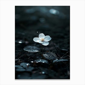 White Flower In The Dark 31 Canvas Print