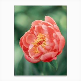 Coral Charm Peony Canvas Print