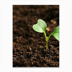 Small Seedling In The Dirt Canvas Print