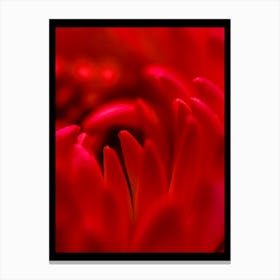 Red Chrysanthemum Canvas Print