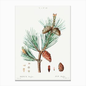 Creeping Pine, Pierre Joseph Redoute Canvas Print