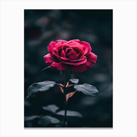 Dark Rose 53 Canvas Print