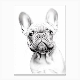 French Bulldog Dog, Line Drawing 1 Canvas Print